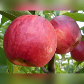Яблоня «Жигулевское»
