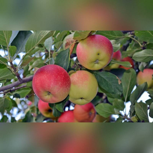 Яблоня «Июльское черенко»