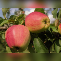 Яблоня «Кандиль Орловский»