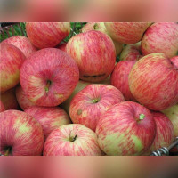 Яблоня «Китайка бельфлёр»