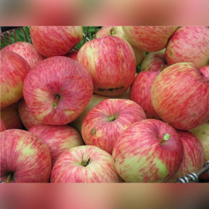 Яблоня «Китайка бельфлёр»