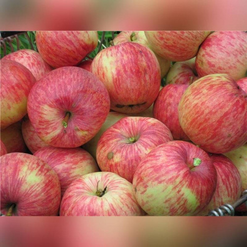 Яблоня «Китайка бельфлёр»