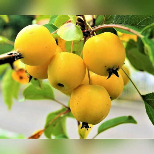 Яблоня «Китайка золотая»