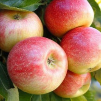 Яблоня «Конфетная»