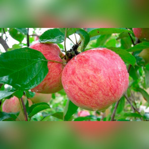 Яблоня «Коричное полосатое»