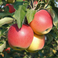 Яблоня «Лигол»