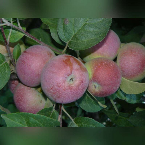 Яблоня «Лобо»