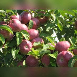 Яблоня «Макинтош»