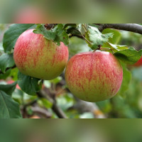 Яблоня «Мантет»