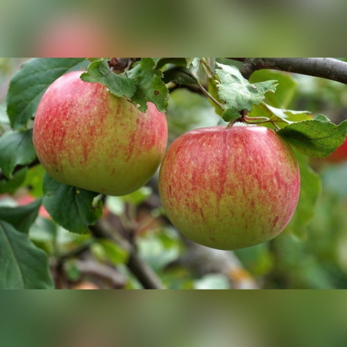 Яблоня «Мантет»