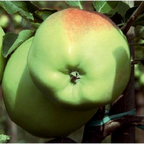 Яблоня «Мартовское»