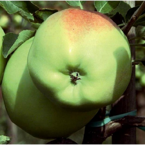 Яблоня «Мартовское»