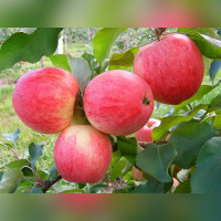 Яблоня «Медуница»