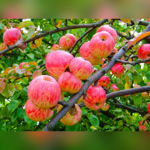 Яблоня «Мельба»