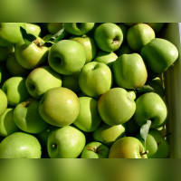 Яблоня «Мутсу» (Malus Mutsu)