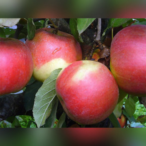 Яблоня «Найдаред»
