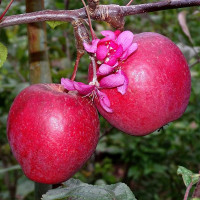 Яблоня «Одиссо»