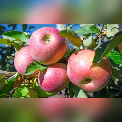 Яблоня «Орлик»