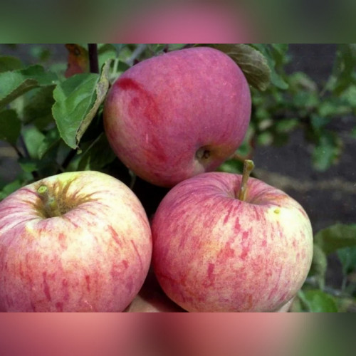 Яблоня «Орлинка»