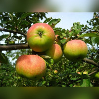 Яблоня «Орловим»