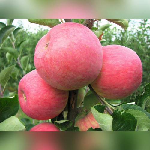 Яблоня «Пирос»