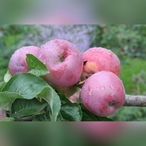 Яблоня «Подарок Графскому»