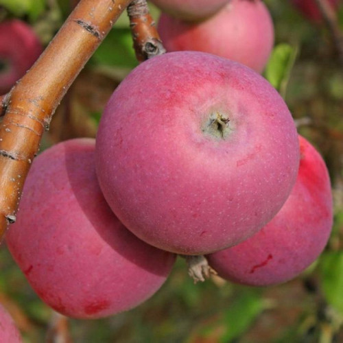 Яблоня «Рождественское»
