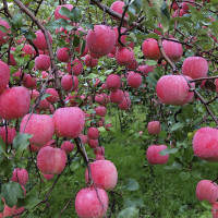 Яблоня «Розовый налив» (летняя)
