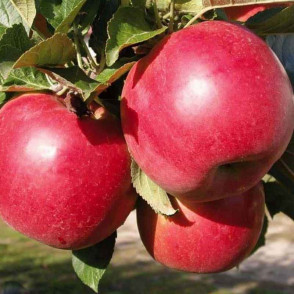 Яблоня «Рубин Венгерский»