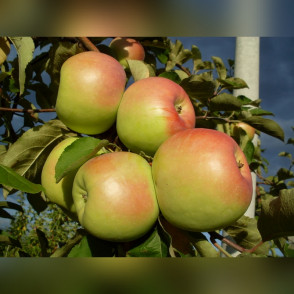 Яблоня «Северный синап»