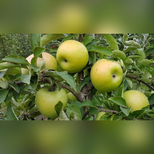 Яблоня «Семеренко»