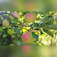 Яблоня «Синап Орловский»