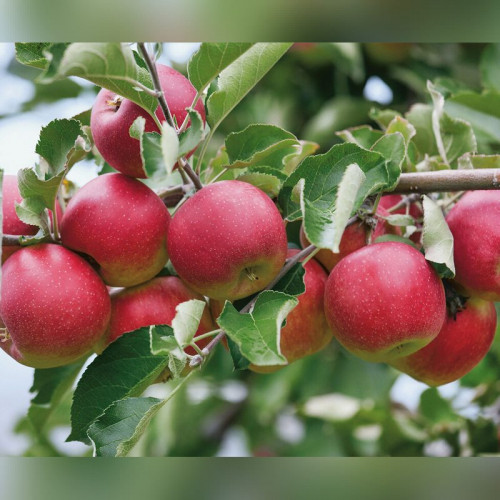 Яблоня «Слава Победителям»