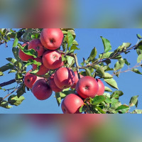 Яблоня «Спартан»