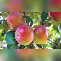 Яблоня «Строевское»