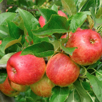 Яблоня «Топаз»