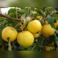 Яблоня «Уральское наливное»