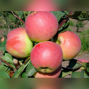 Яблоня «Успенская»