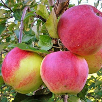 Яблоня «Уэлси»