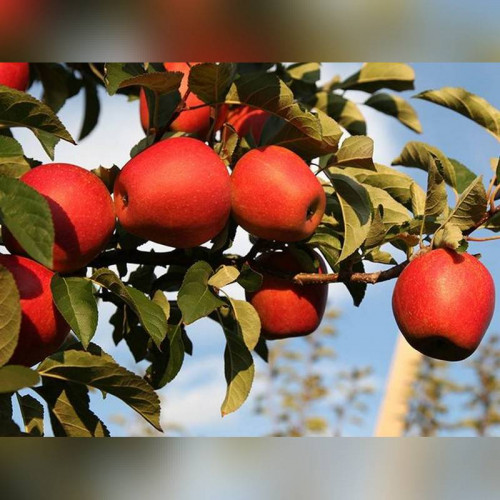 Яблоня «Фуджи Ацтек» (осенняя)