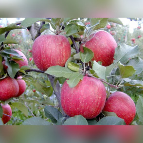 Яблоня «Фуджи Кику» (зимняя)