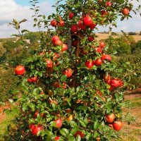 Яблоня «Хани Крисп»