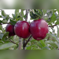 Яблоня «Черный Принц» (осенняя)