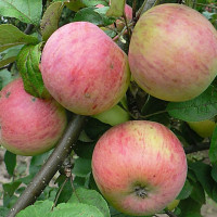 Яблоня «Штрейфлинг» (Штрифель)