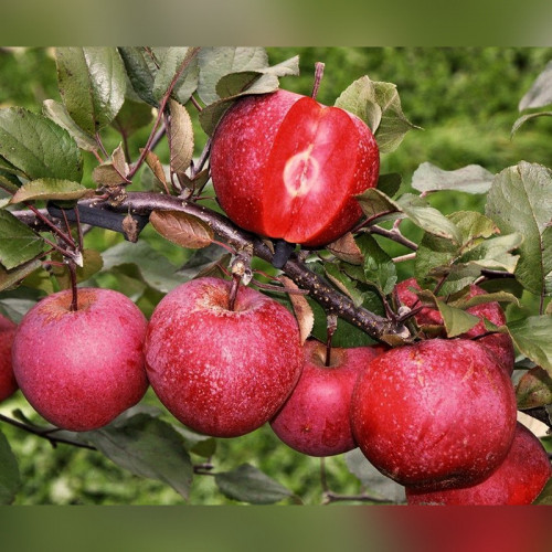 Яблоня «Эра»