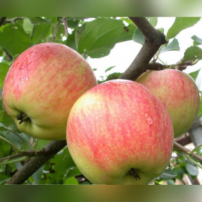 Яблоня Афродита