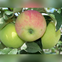 Яблоня Воргуль