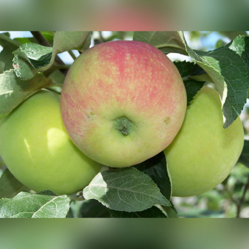 Яблоня Воргуль