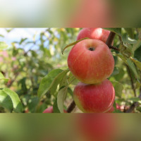 Яблоня Канзи