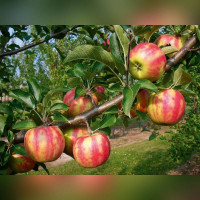 Яблоня Карнавал (Karneval)